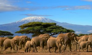 Kilimanjaro og Safari